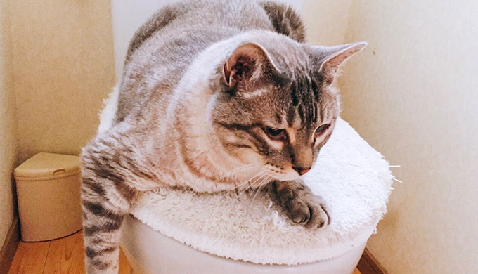 トイレにすわる猫