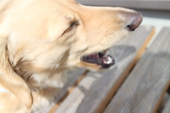 あくびする犬の写真