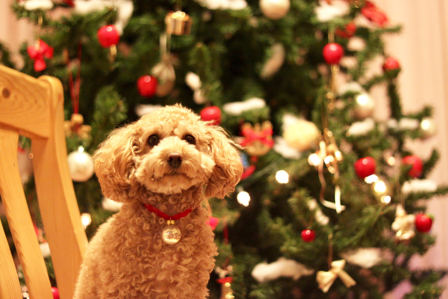 クリスマスツリーと犬