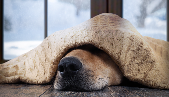 毛布をかぶっている犬