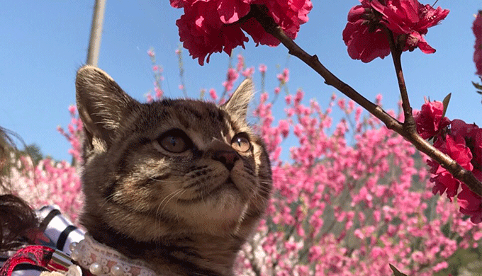 花を見つめる猫