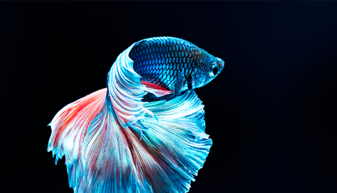 最も好ましい ベタ 画像 魚 最高の無料公開画像