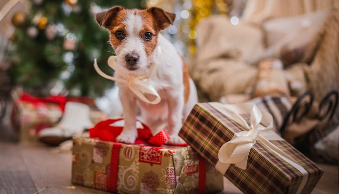 犬とプレゼント