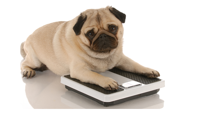 犬と体重計