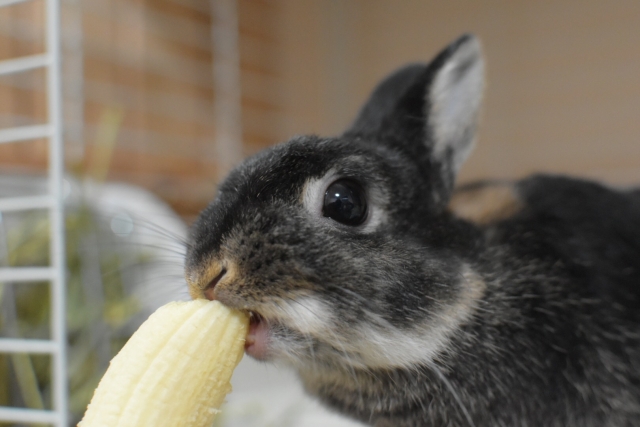 【飼い主必見】ウサギにバナナはOK？与える時に注意したい事は？